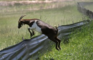 escapegoat